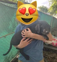 Black lab mix, Male, a male Labrador Retriever for sale in Carbondale, IL – 5 of 5