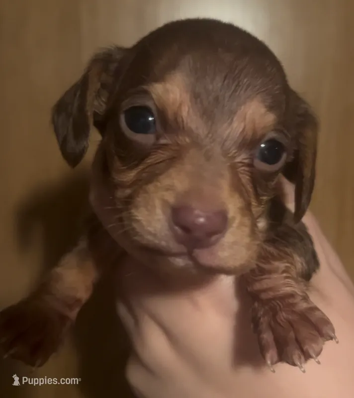 Chocolate male  – Miniature Dachshund puppy for sale in Carbondale, IL