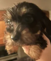 Chiweenie female , a female Chihuahua and Miniature Dachshund for sale in Carbondale, IL – 4 of 4