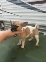 Chihuahua female , a female Chihuahua for sale in Carbondale, IL – 5 of 7
