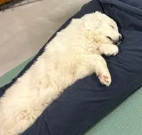 processed/b2551cc7-3462-4416-887b-b66bc56235bb/listing/d6a9a37d-20e8-42ce-b547-1b00b96951a0/0331d716-e832-41c1-b370-cc0b839c2018