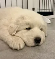 processed/b2551cc7-3462-4416-887b-b66bc56235bb/listing/d6a9a37d-20e8-42ce-b547-1b00b96951a0/5e44c212-ae67-458e-91b1-2b90f0829d49