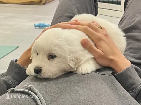 Great Pyrenees Boy