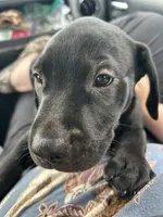 Black Lab Mix Pup, a female Labrador Retriever for sale in Carbondale, IL – 1 of 3