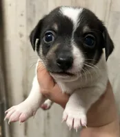 Lily’s boy 1, a male Chihuahua for sale in Carbondale, IL – Photo 1 of 2