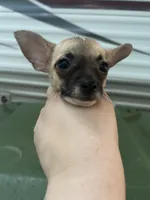 Chihuahua female , a female Chihuahua for sale in Carbondale, IL – 7 of 7