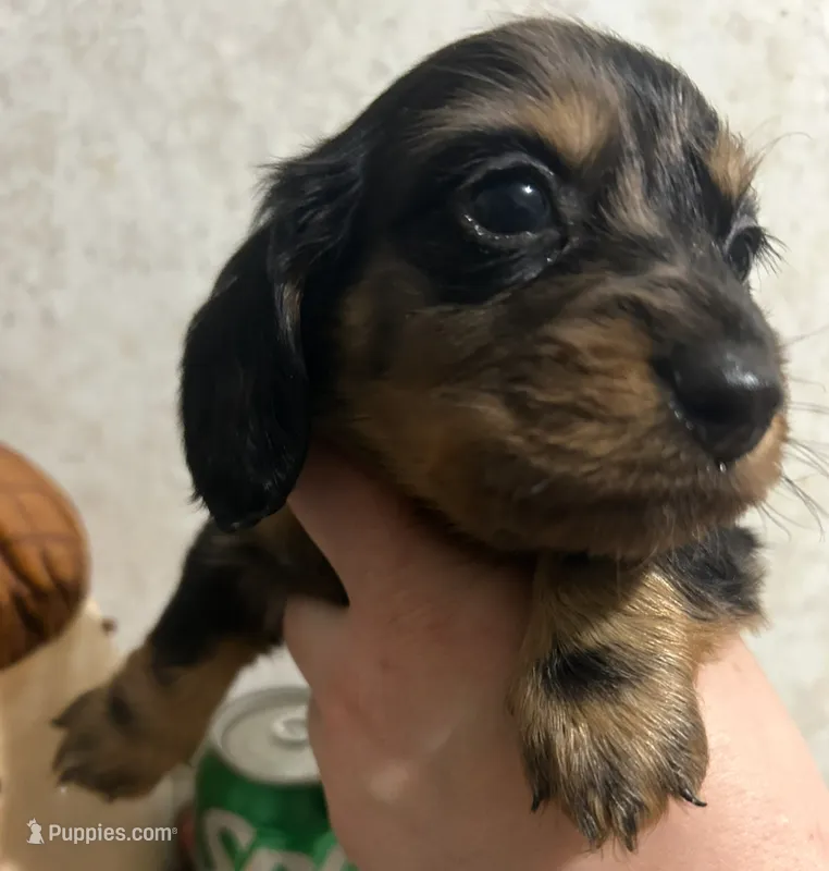 Longhair dapple Male