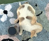 Female chihuahua 2, a female Chihuahua for sale in Carbondale, IL – Photo 1 of 4