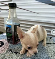 Female chihuahua 2, a female Chihuahua for sale in Carbondale, IL – Photo 3 of 4