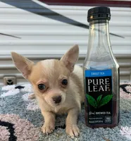 Female chihuahua 2, a female Chihuahua for sale in Carbondale, IL – Photo 4 of 4