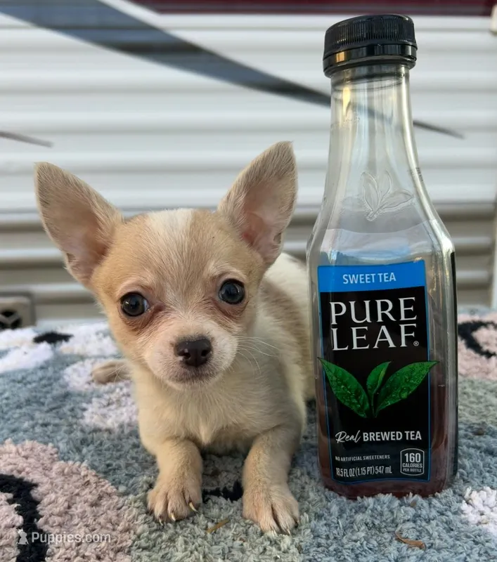 Female chihuahua 2 – Chihuahua puppy for sale in Carbondale, IL