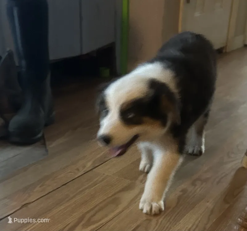 Panda – Australian Shepherd puppy for sale in Cotopaxi, CO