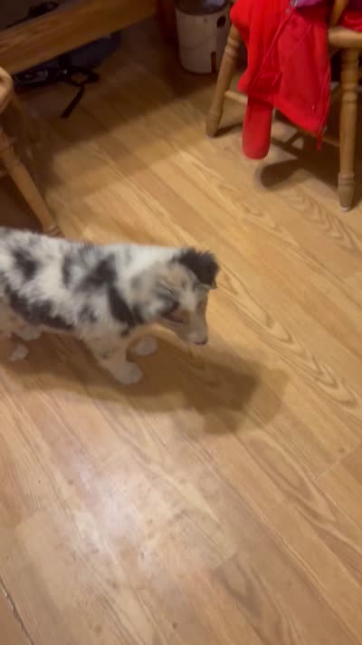Silver, a male Australian Shepherd for sale in Cotopaxi, CO – 9 of 9