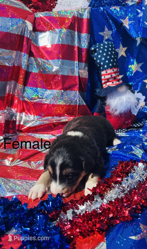 Hazel – Australian Shepherd puppy for sale in Cotopaxi, CO