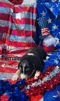 Hazel, a female Australian Shepherd for sale in Cotopaxi, CO – 1 of 1