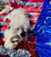 Juniper, a female Australian Shepherd for sale in Cotopaxi, CO – 2 of 2