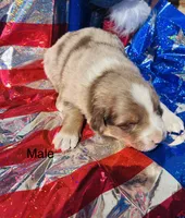 Rowan, a male Australian Shepherd for sale in Cotopaxi, CO – 1 of 1