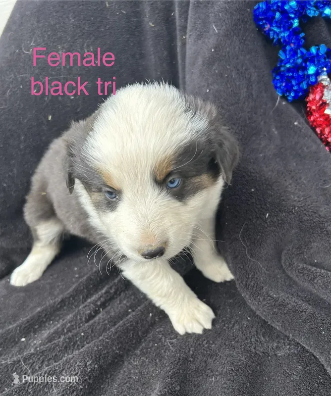 Aspen – Australian Shepherd puppy for sale in Cotopaxi, CO