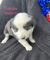 Panda, a female Australian Shepherd for sale in Cotopaxi, CO – 7 of 7