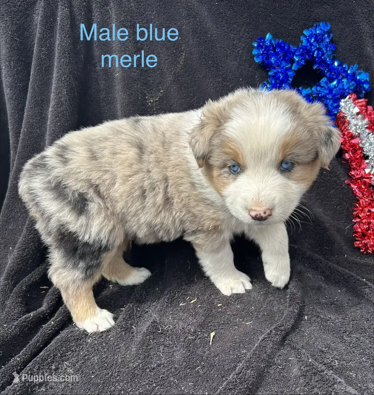 Birch – Australian Shepherd puppy for sale in Cotopaxi, CO
