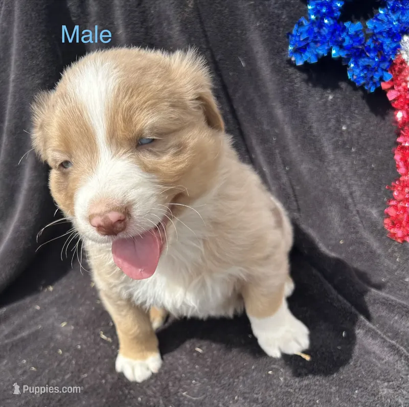 Rowan – Australian Shepherd puppy for sale in Cotopaxi, CO