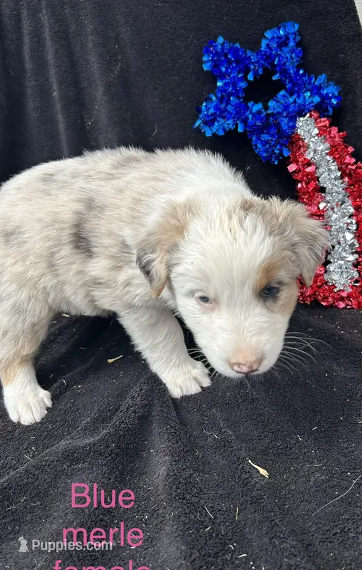 Juniper – Australian Shepherd puppy for sale in Cotopaxi, CO