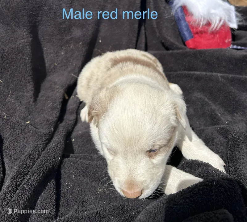 Cedar – Australian Shepherd puppy for sale in Cotopaxi, CO