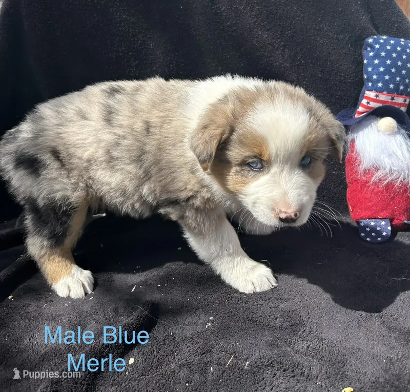 Birch – Australian Shepherd puppy for sale in Cotopaxi, CO