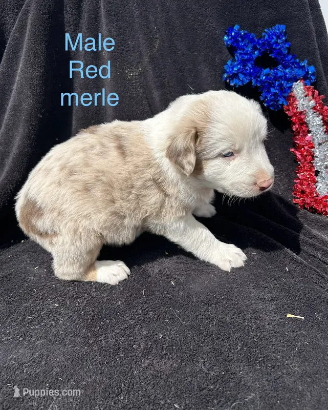 Cedar – Australian Shepherd puppy for sale in Cotopaxi, CO