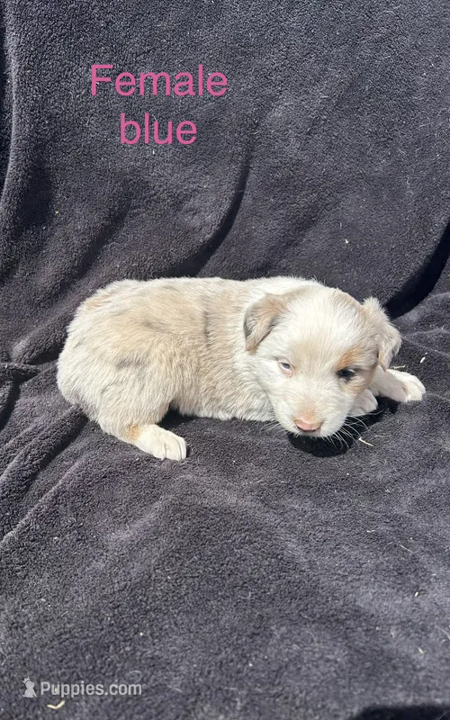 Juniper – Australian Shepherd puppy for sale in Cotopaxi, CO