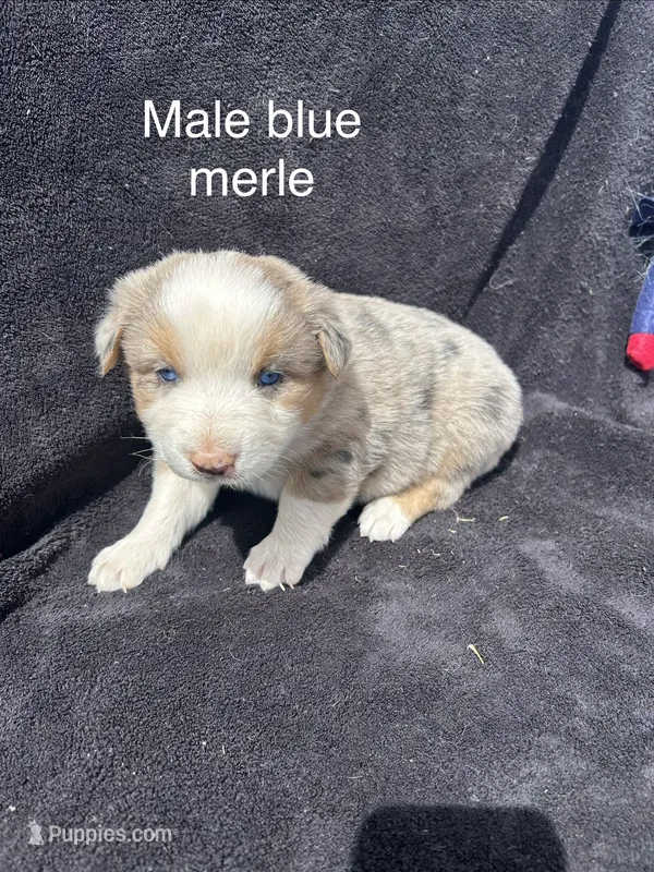 Birch – Australian Shepherd puppy for sale in Cotopaxi, CO