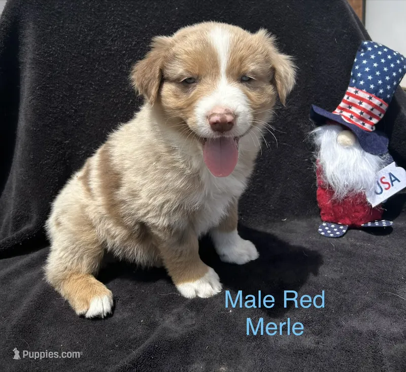 Rowan – Australian Shepherd puppy for sale in Cotopaxi, CO