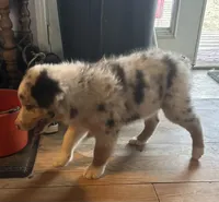 Silver, a male Australian Shepherd for sale in Cotopaxi, CO – 2 of 9