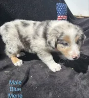 Silver, a male Australian Shepherd for sale in Cotopaxi, CO – 5 of 9