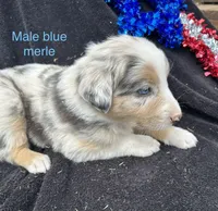 Silver, a male Australian Shepherd for sale in Cotopaxi, CO – 8 of 9