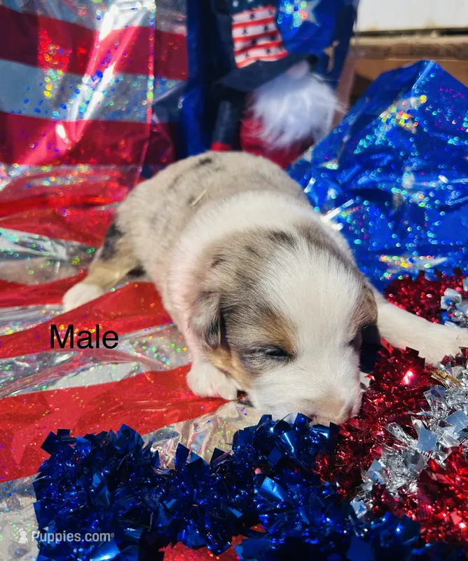 Birch – Australian Shepherd puppy for sale in Cotopaxi, CO