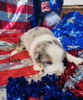 Birch, a male Australian Shepherd for sale in Cotopaxi, CO – 1 of 1