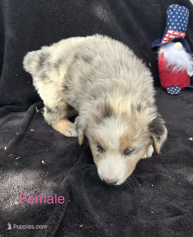Juniper – Australian Shepherd puppy for sale in Cotopaxi, CO