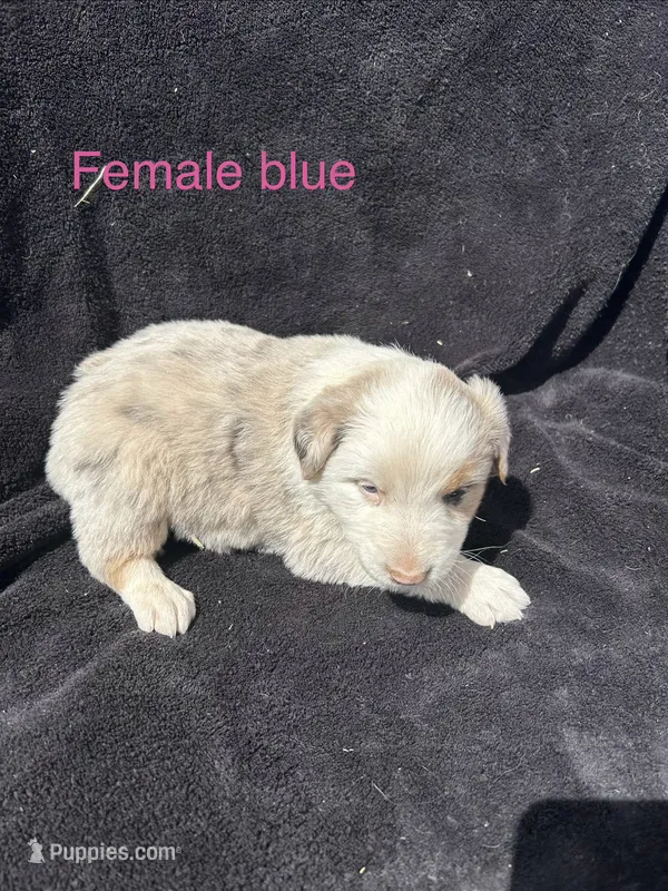 Willow – Australian Shepherd puppy for sale in Cotopaxi, CO