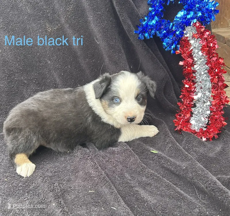 Oakley – Australian Shepherd puppy for sale in Cotopaxi, CO