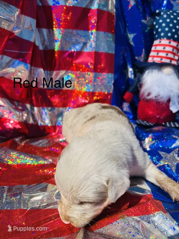Cedar – Australian Shepherd puppy for sale in Cotopaxi, CO