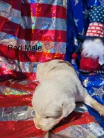 Cedar, a male Australian Shepherd for sale in Cotopaxi, CO – 1 of 1