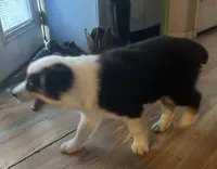 Panda, a female Australian Shepherd for sale in Cotopaxi, CO – 3 of 7