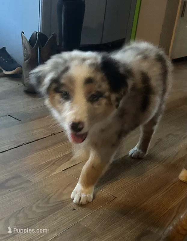 Silver – Australian Shepherd puppy for sale in Cotopaxi, CO