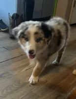 Silver, a male Australian Shepherd for sale in Cotopaxi, CO – 1 of 9