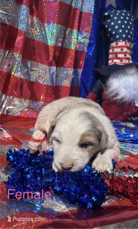 Willow – Australian Shepherd puppy for sale in Cotopaxi, CO