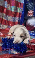 Willow, a female Australian Shepherd for sale in Cotopaxi, CO – 1 of 1