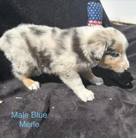 Silver, a male Australian Shepherd for sale in Cotopaxi, CO – 6 of 9