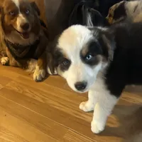 Panda, a female Australian Shepherd for sale in Cotopaxi, CO – 5 of 7