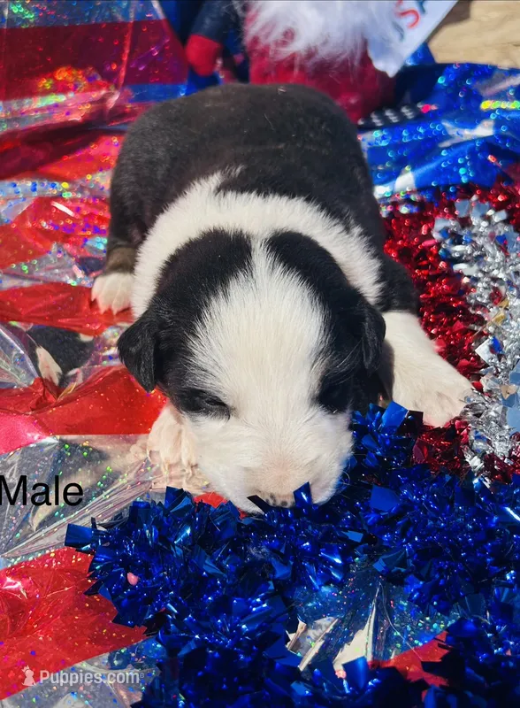Oakley – Australian Shepherd puppy for sale in Cotopaxi, CO